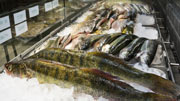 V době podzimních výlovů prodejna nabízí kompletní sortiment sladkovodních ryb